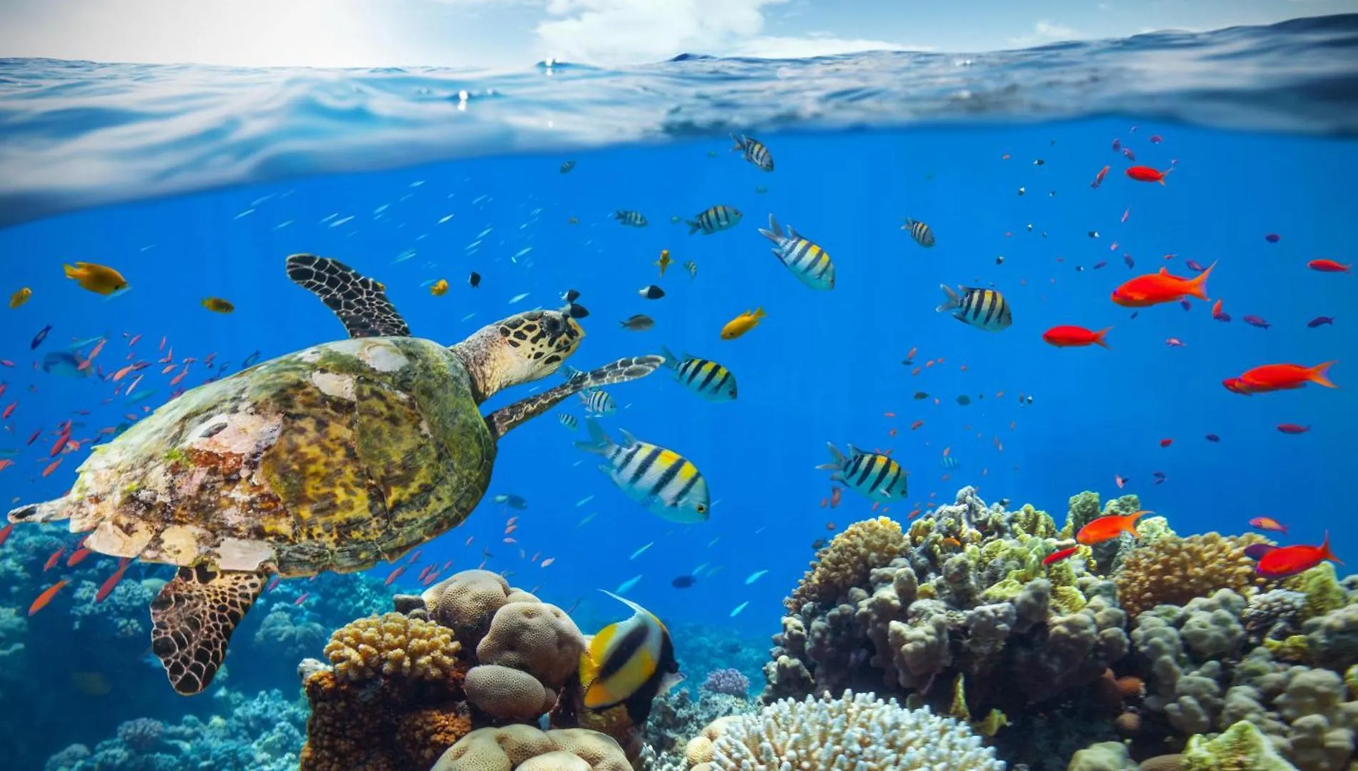 Villa Ho'Olei 24-3 à Wailea  Hébergement de vacances